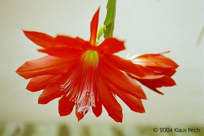 Epiphyllum-Hybride Rote Blüte