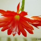 Epiphyllum-Hybride Rote Blüte