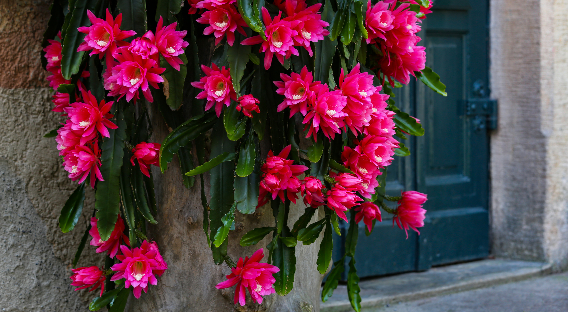 Epiphyllum in Tübingen