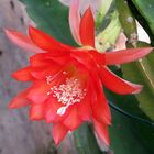 Epiphyllum 'Karl Gielsdorf'