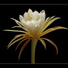 Epiphyllum Laui .. Ein geniales Wunder der Natur