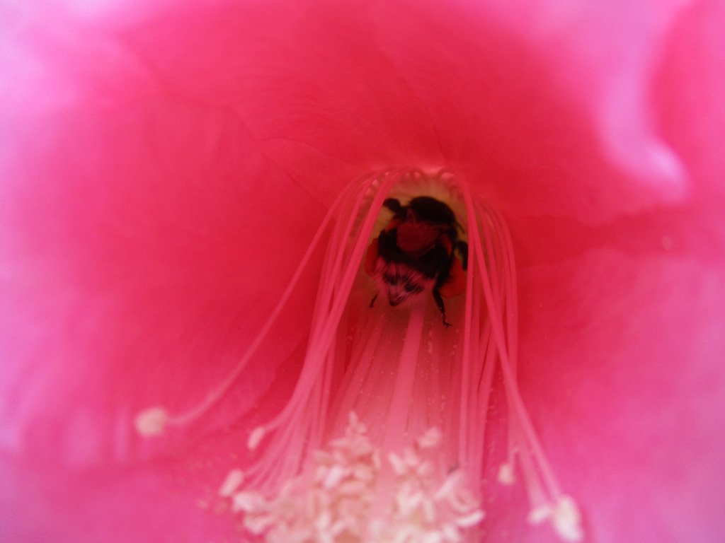 Epiphyllum  mit Hummel 