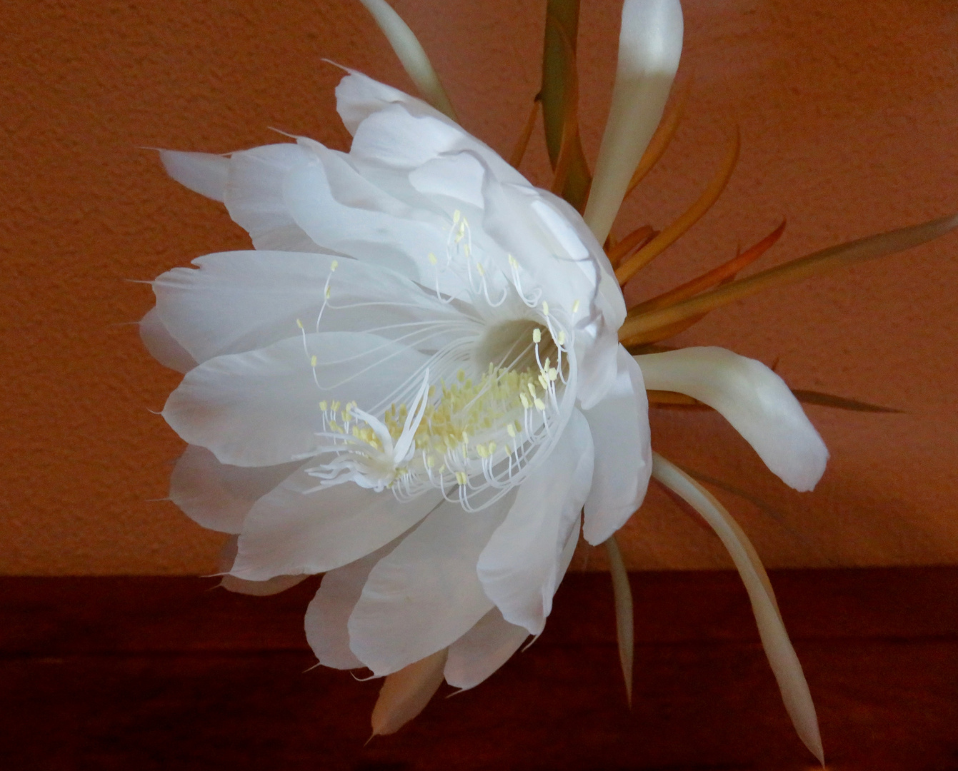 Epiphyllum Oxipetalum 