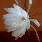 Epiphyllum Oxipetalum 