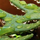 Epiphyllum oxypetallum después de la lluvia