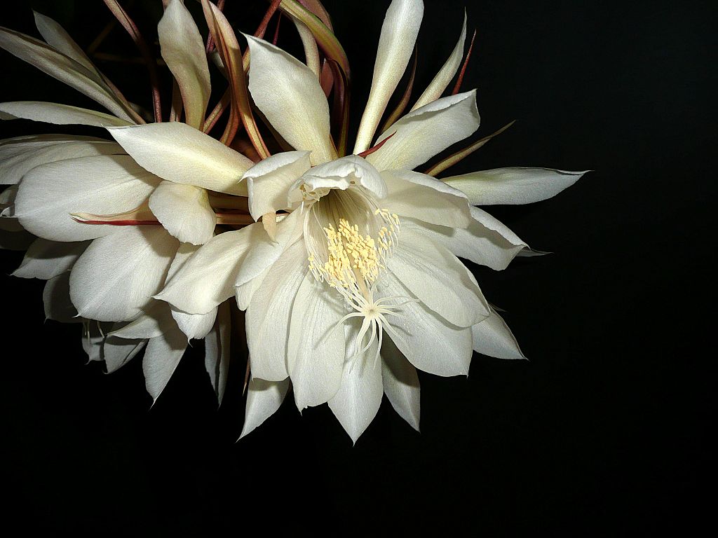 Epiphyllum oxypetalum