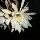 Epiphyllum oxypetalum