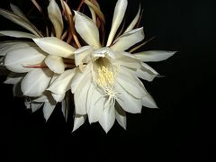 Epiphyllum oxypetalum