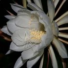 Epiphyllum oxypetalum ...