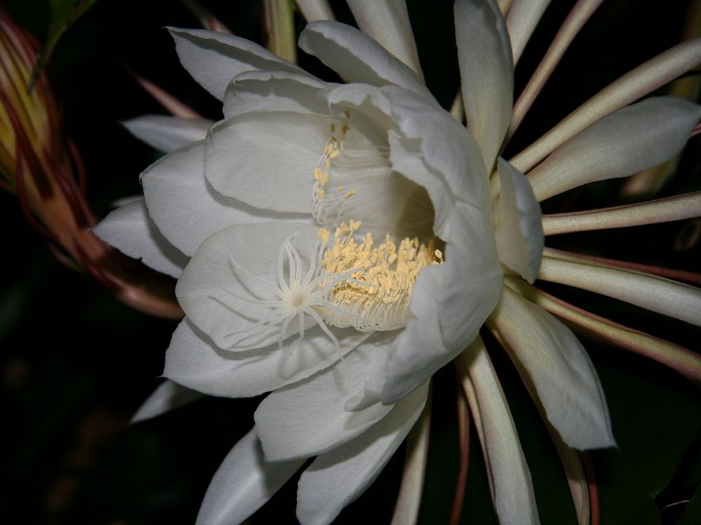 Epiphyllum oxypetalum ...