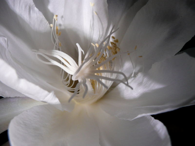 epiphyllum oxypetalum - Blick in die Tiefe