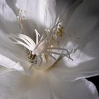 epiphyllum oxypetalum - Blick in die Tiefe