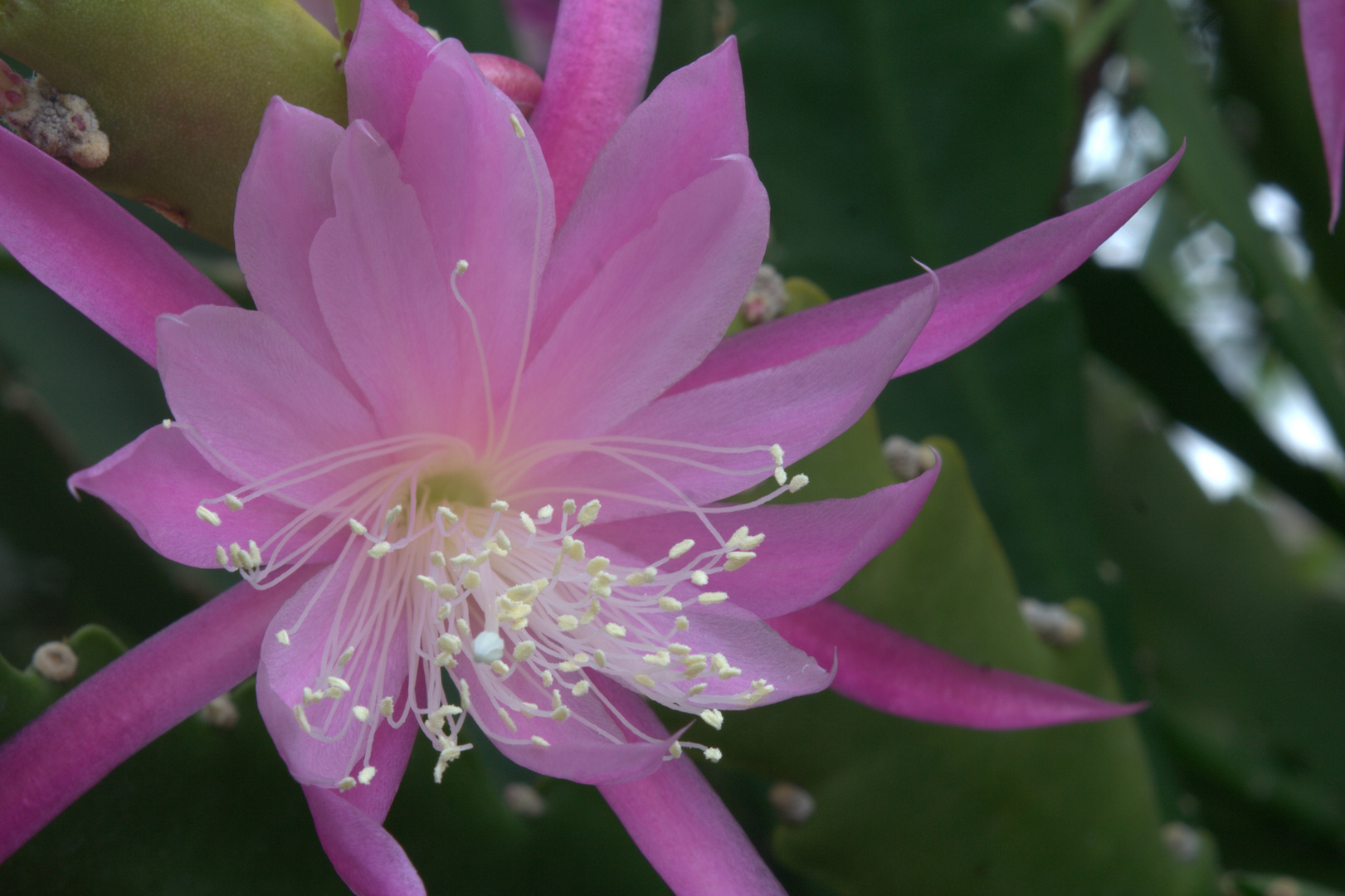 Epiphyllum pink