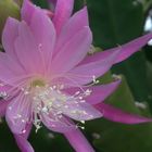 Epiphyllum pink