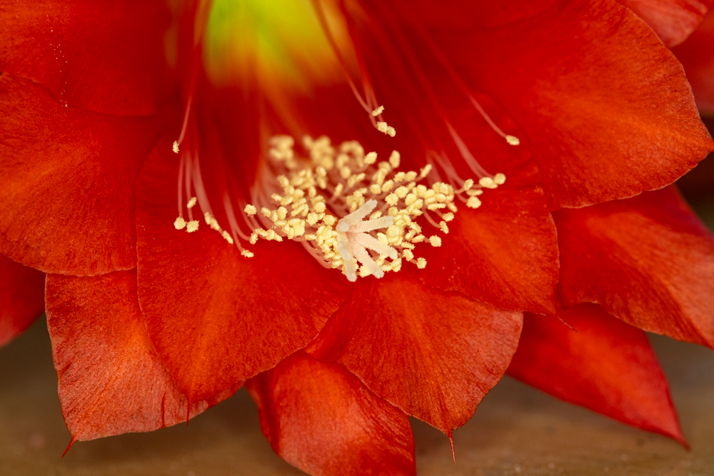 Epiphyllum Rot 