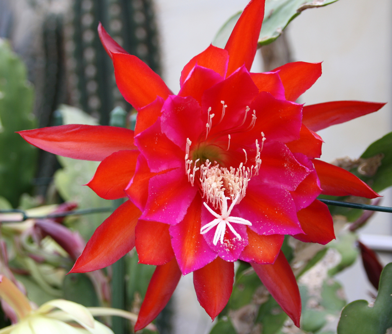 Epiphyllum 'Stern von Erlau'