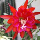 Epiphyllum 'Stern von Erlau'