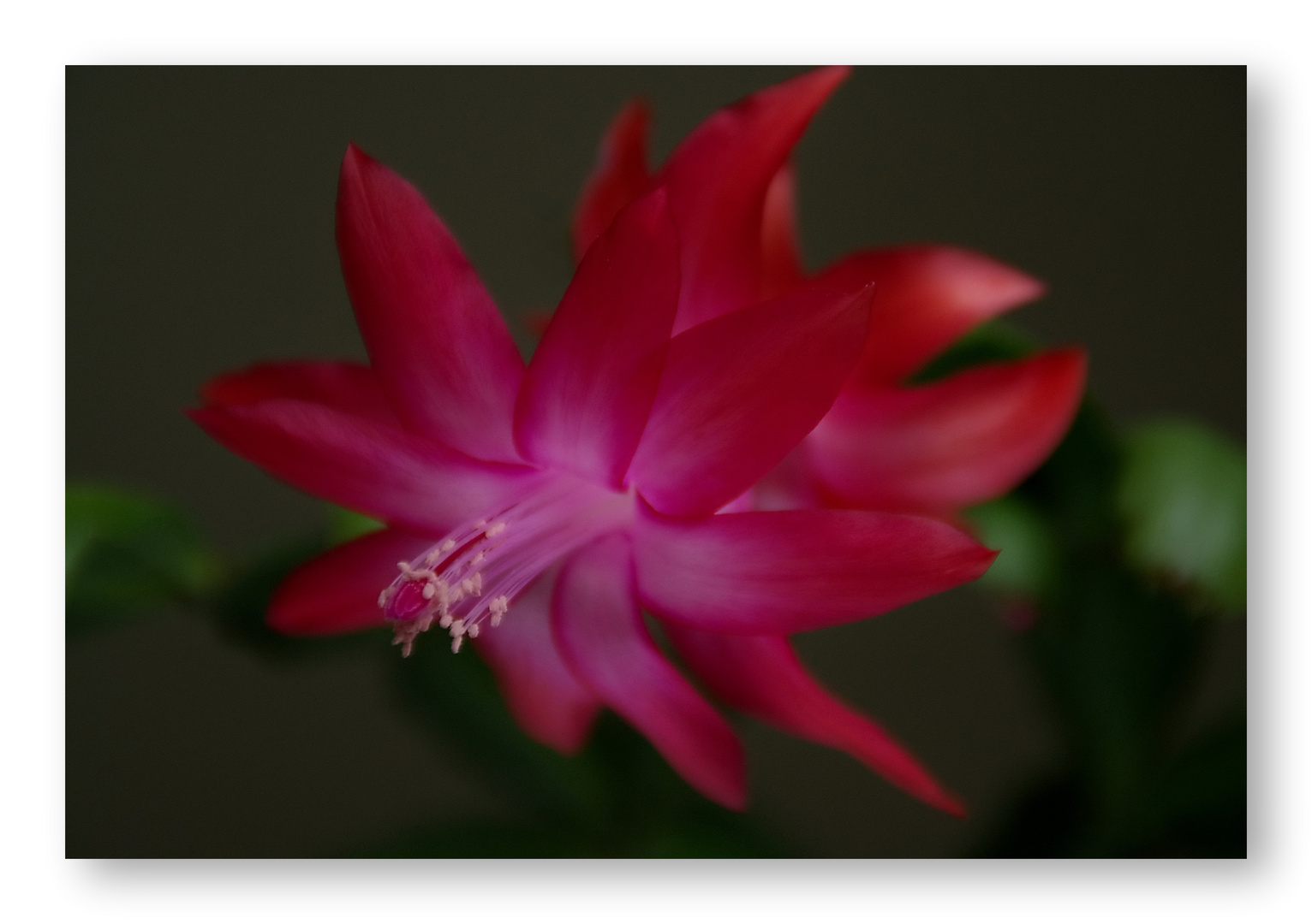 Epiphyllum truncatum