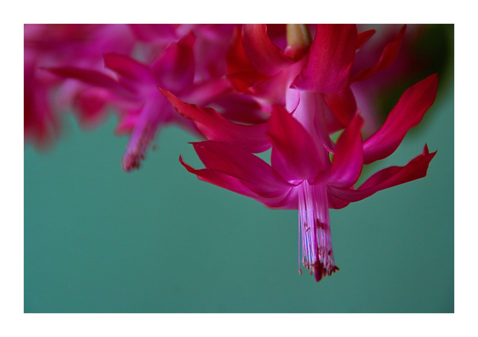 Epiphyllum truncatum II