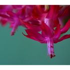 Epiphyllum truncatum II