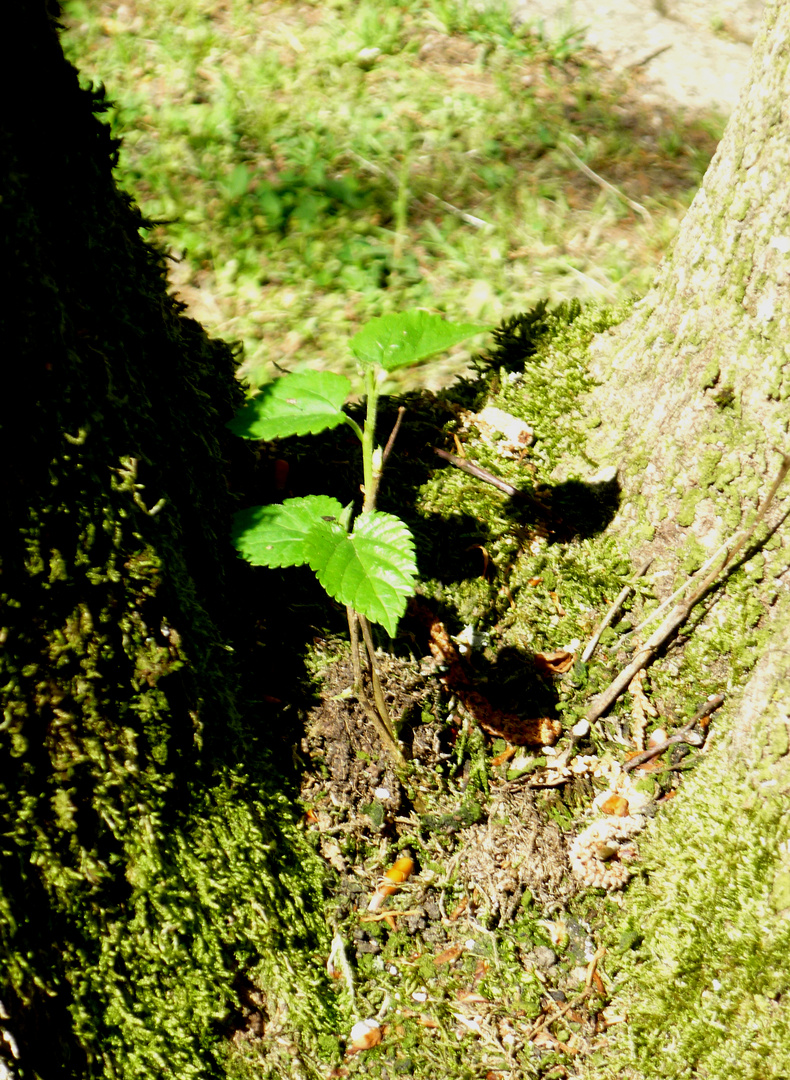 Epiphyt