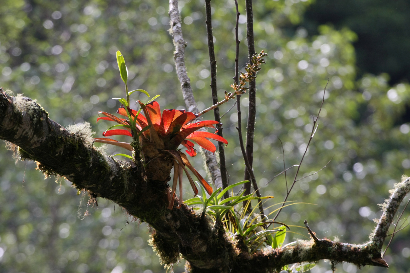 Epiphyt