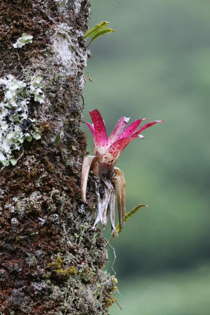 Epiphyt