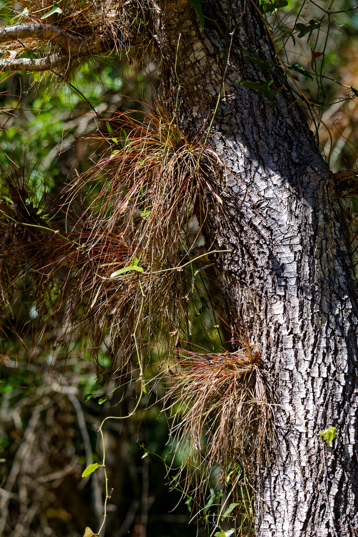 Epiphyten