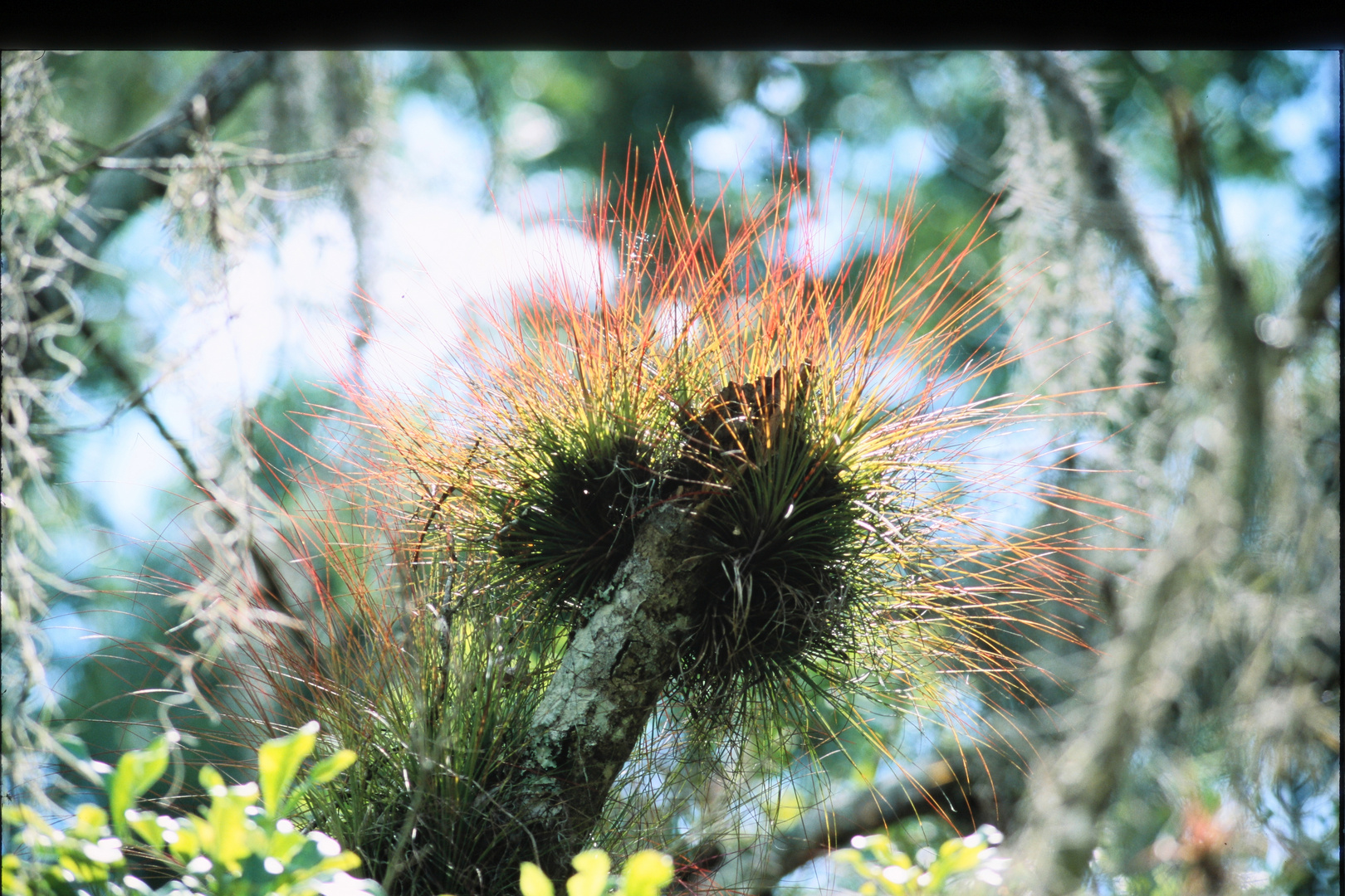 Epiphyten