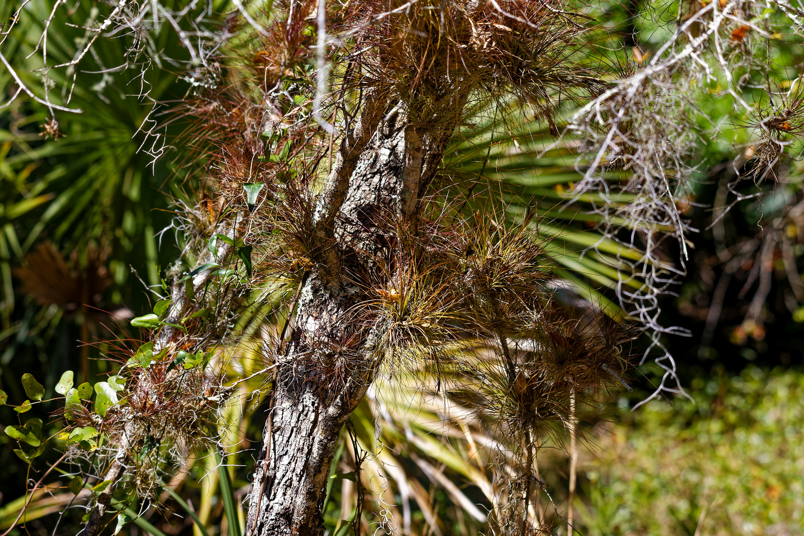 Epiphyten_1