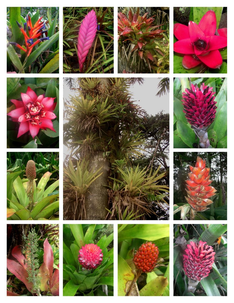 Epiphyten/Bromelien in Costa Rica