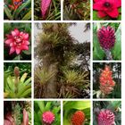 Epiphyten/Bromelien in Costa Rica