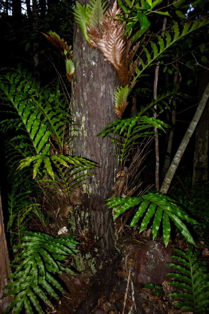 Epiphytic Fern