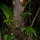 Epiphytic Fern