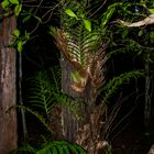 Epiphytic Fern