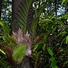 Epiphytic Fern