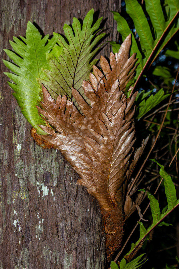 Epiphytic Fern