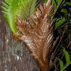 Epiphytic Fern