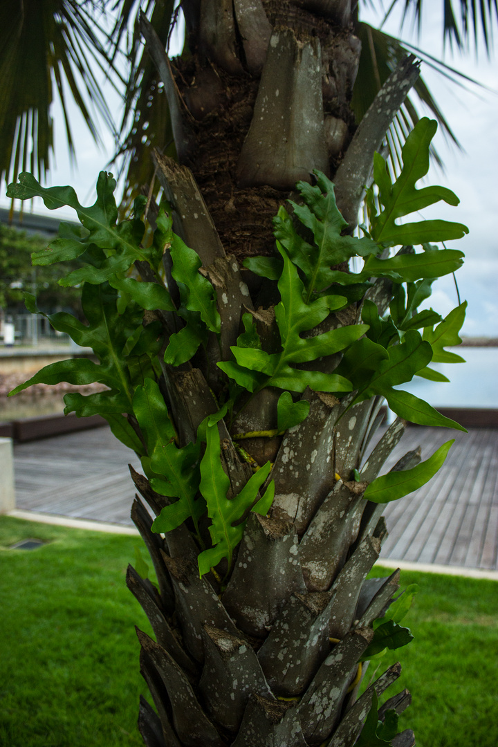 Epiphytic Fern