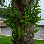 Epiphytic Fern