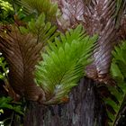 Epiphytic Fern