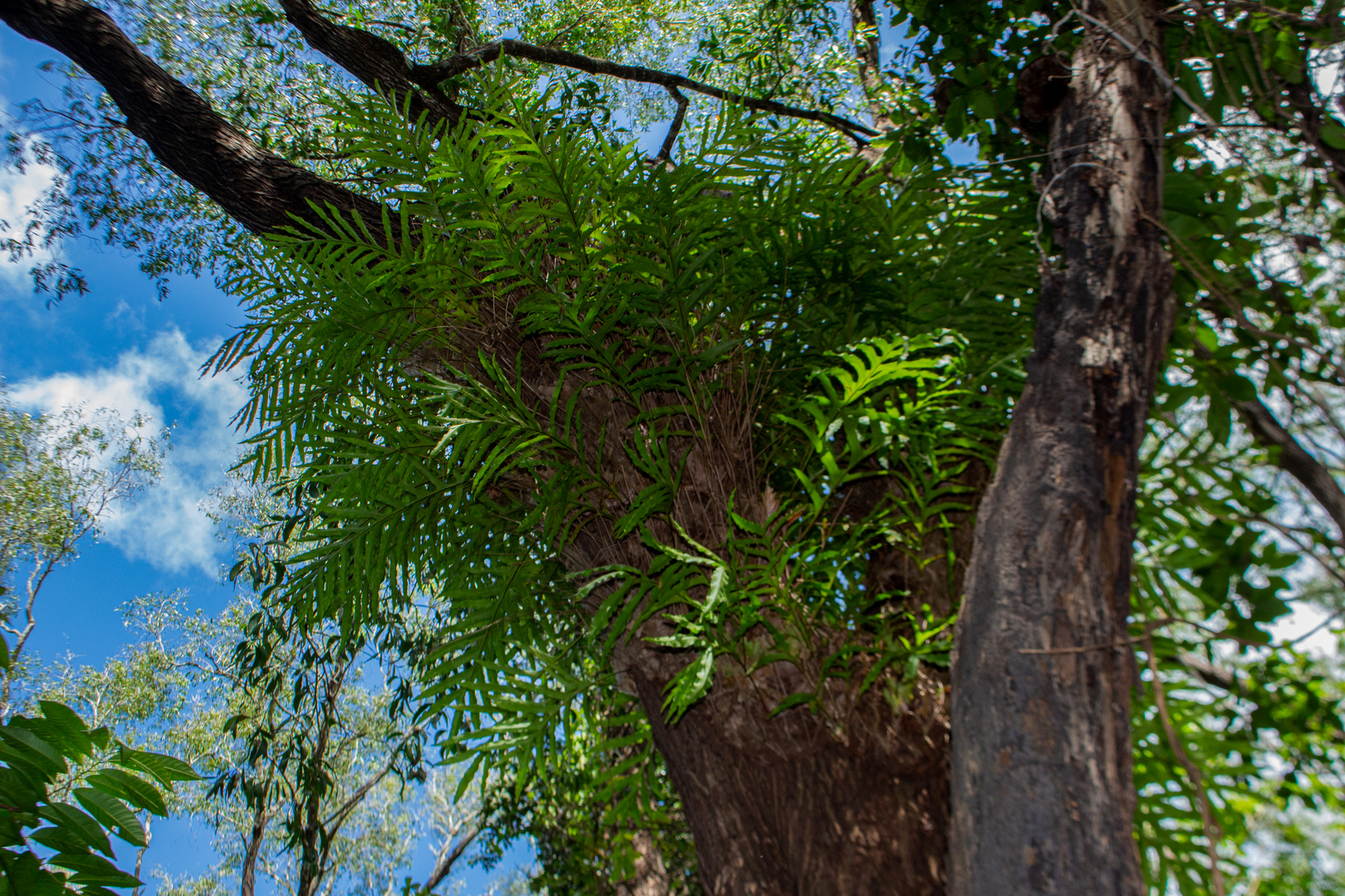 Epiphytic fern