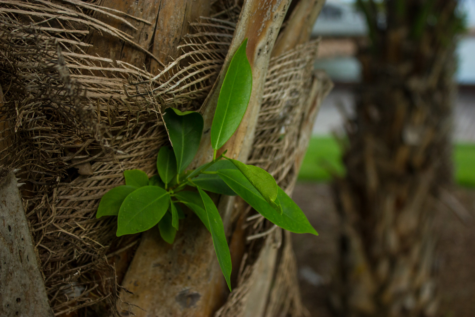 Epiphytic Plant