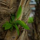 Epiphytic Plant