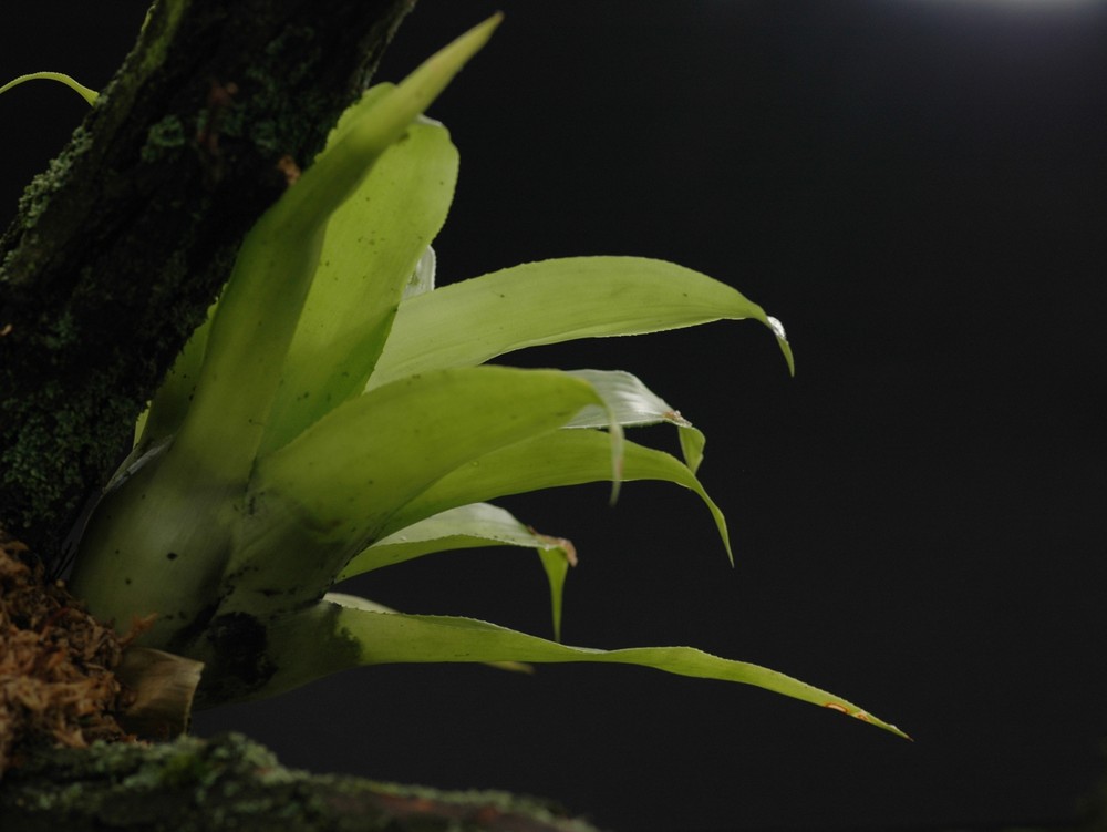 Epiphytische Pflanze