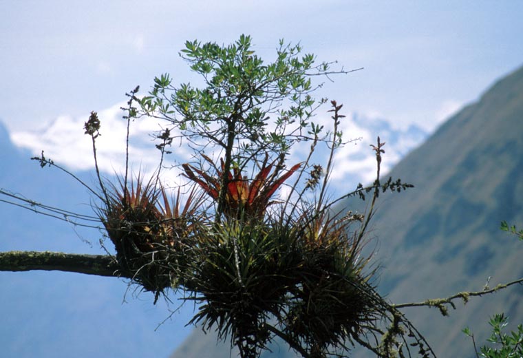 Epiphytische Pflanzen