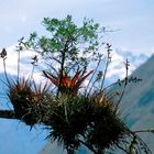 Epiphytische Pflanzen