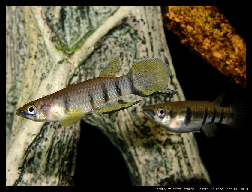 Epiplaty dageti