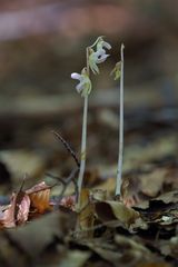 Epipogium aphyllum