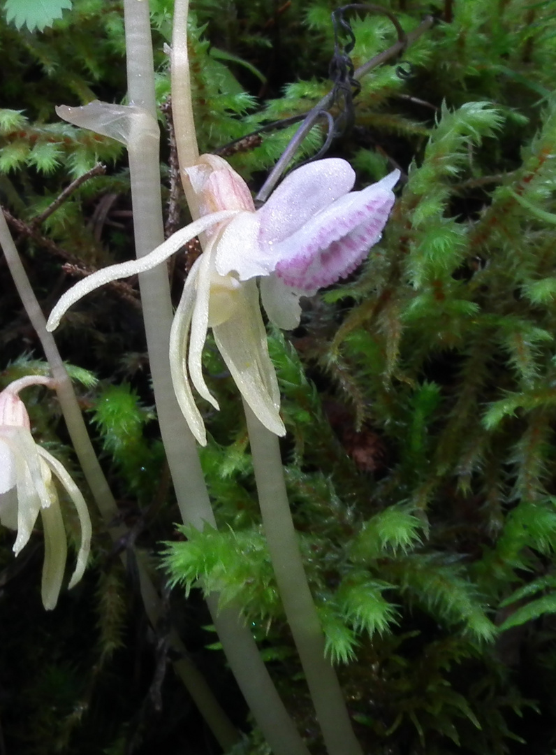 Epipogium aphyllum, Blattloser Widerbart